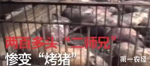 �B(y��ng)ֳ���o�i�����{(di��o)���Y(ji��)��׃�ɿ��i����